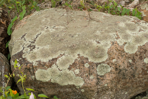 Isolated lichen growing on rocks along the lake shore photo