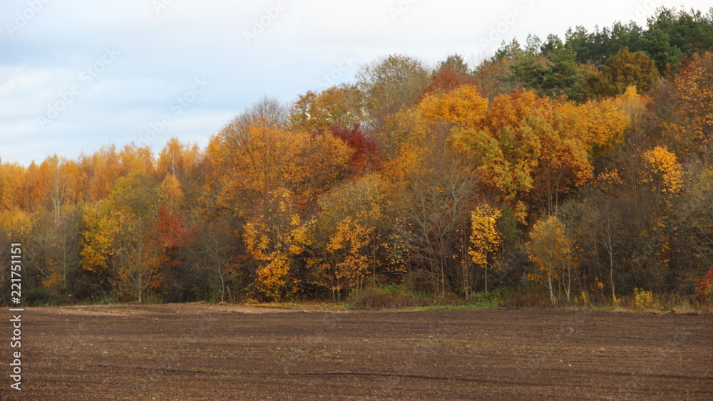 Beauty autumn in village - golden, orange, yellow, gray and green trees in the forest on the edge a brown plowed field against blue cloudy sky with in october day Beauty autumn in village - golden, orange, yellow, gray and green trees in the forest on the edge a brown plowed field against blue cloudy sky with in october day