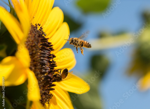 Honeybee (Apis melifera) hovering in front of a bright yellow sunflower (Helenium)