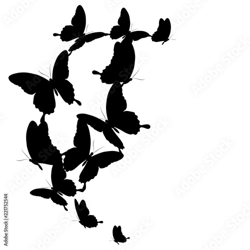 black butterfly, isolated on a white