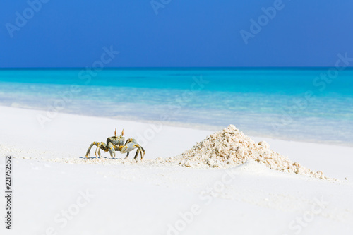 Ghost crab on white sandy beach