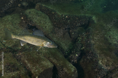 yellow walleye  walleye  fish  canada  st-lawrence river  stizostedion vitreum  fishes  fishing  freshwater  game fish  underwater  animal  nature  wildlife  water