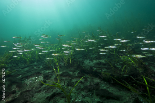 Yellow perch underwater in the St. Lawrence River in Canada © RLS Photo