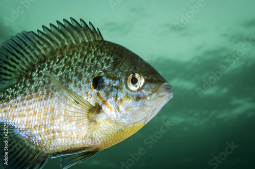 Pumpkinseed underwater in the St. Lawrence River