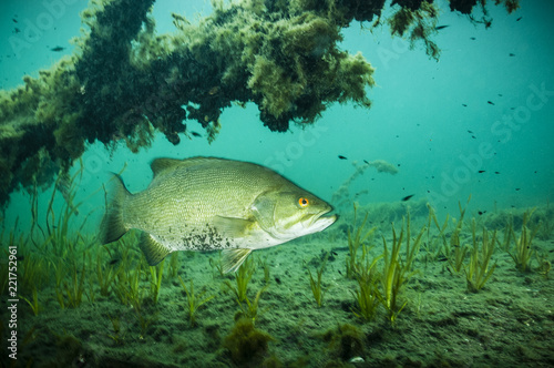 Photography Male Smallmouth Bass protecting nest and it's young fishes in the St