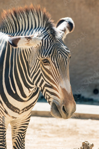 Grevy s Zebra Close-up