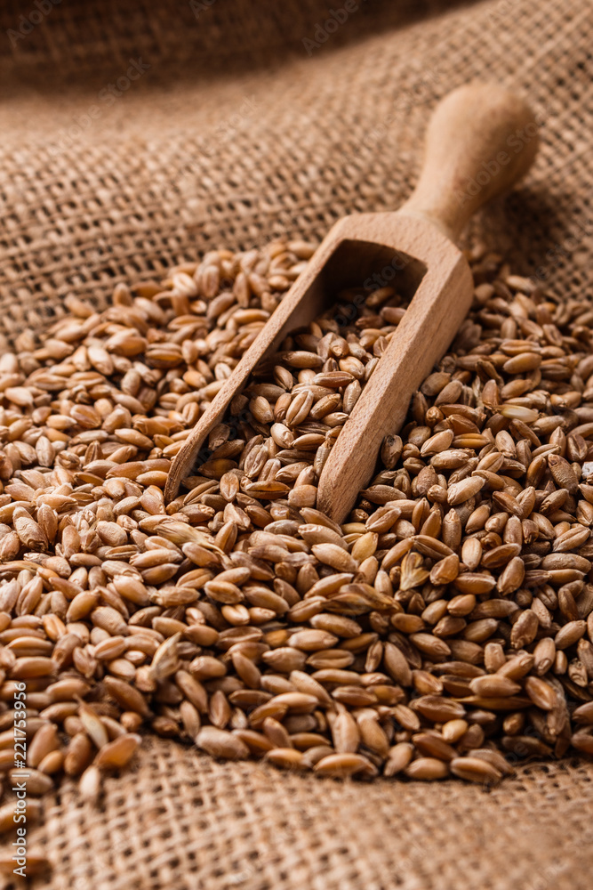 spelt seeds on the sack, dark rustic background spelt seeds on the sack, dark rustic background