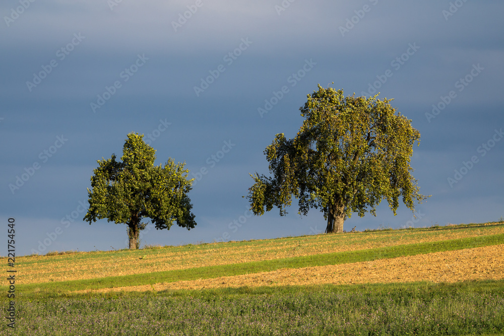 Fototapeta premium Streuobstbäume am Horizont mit Feldern im Vordergrund in der Abendsonne vor dunklen Wolken 