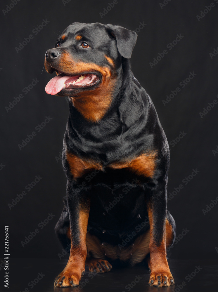 Rottweiler Dog Isolated on Black Background in studio Rottweiler Dog Isolated on Black Background in studio