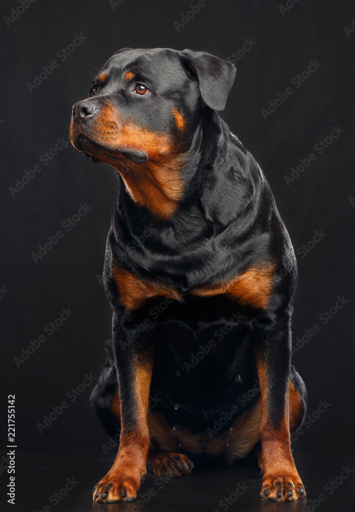 Fototapeta premium Rottweiler Dog Isolated on Black Background in studio