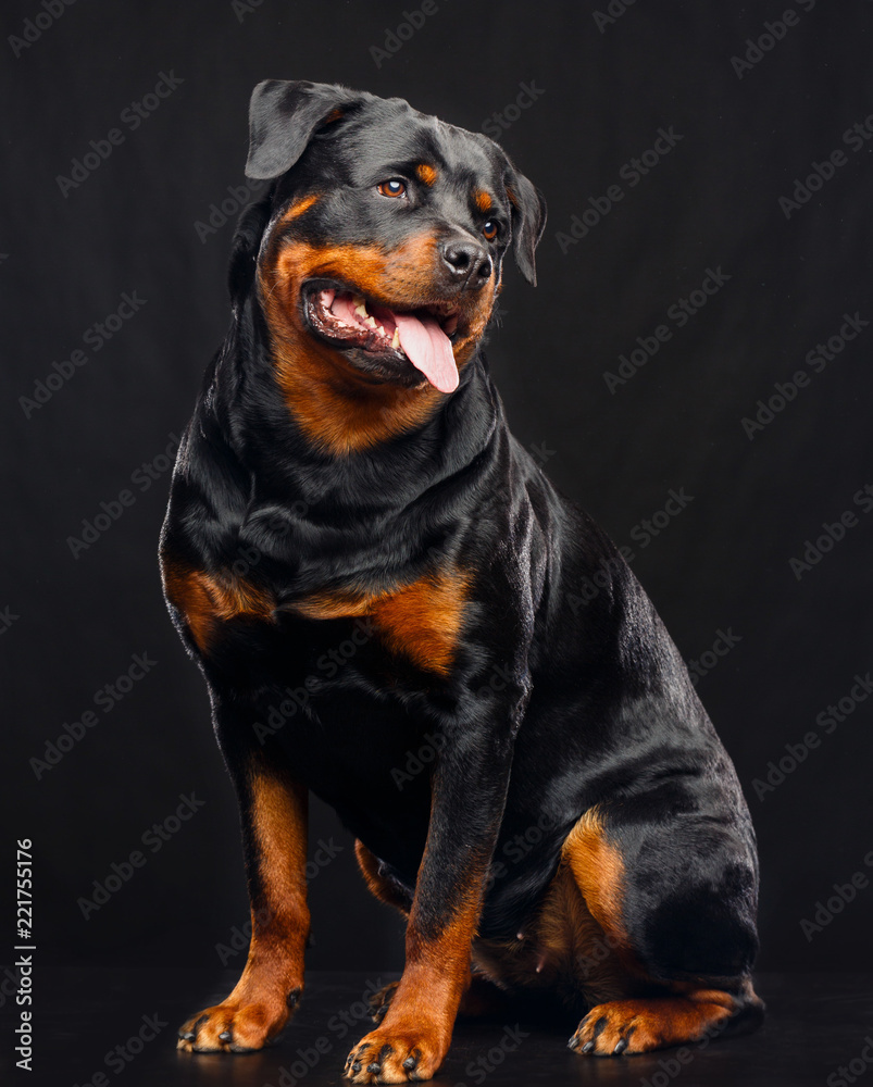 Rottweiler Dog Isolated on Black Background in studio Rottweiler Dog Isolated on Black Background in studio