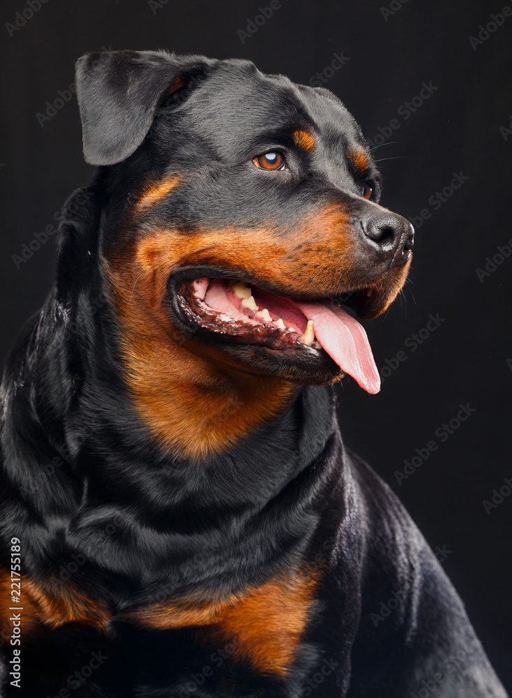 Fototapeta premium Rottweiler Dog Isolated on Black Background in studio