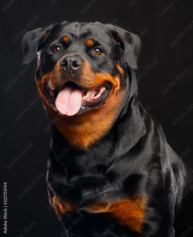Rottweiler Dog Isolated on Black Background in studio Rottweiler Dog Isolated on Black Background in studio