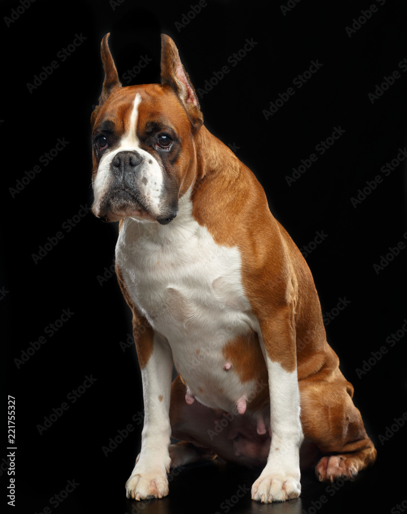 German boxer Dog  Isolated  on Black Background in studio