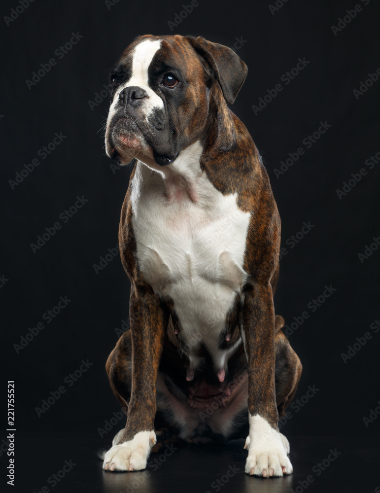 German boxer Dog Isolated on Black Background in studio German boxer Dog Isolated on Black Background in studio