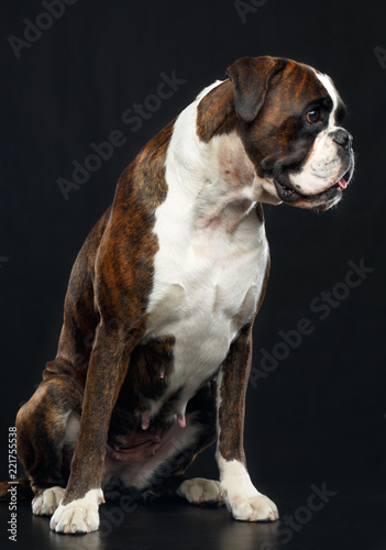 German boxer Dog Isolated on Black Background in studio