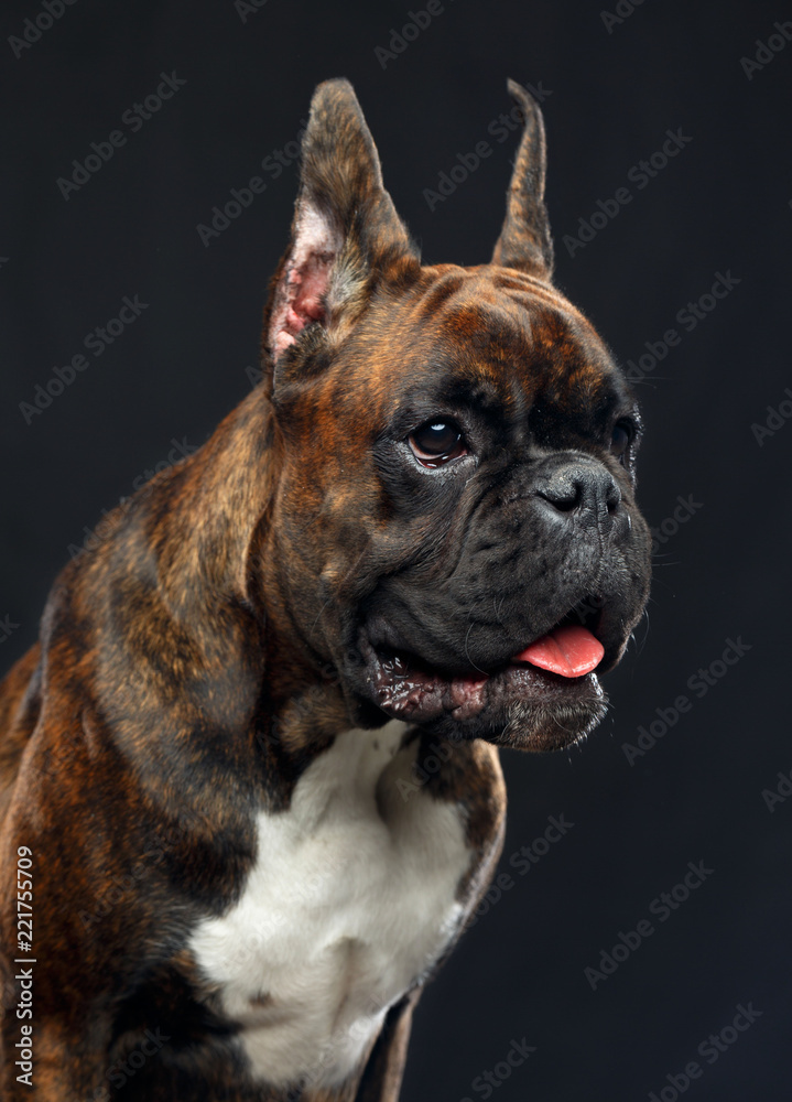 German boxer Dog Isolated on Black Background in studio German boxer Dog Isolated on Black Background in studio