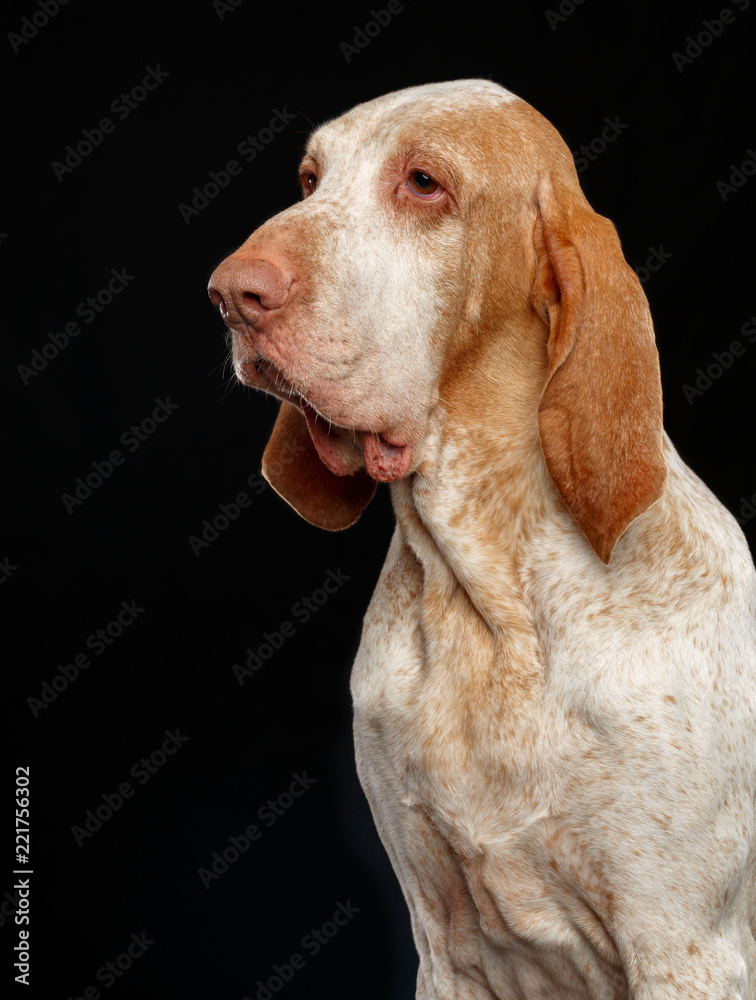 Bracco italiano Dog Isolated on Black Background in studio Bracco italiano Dog Isolated on Black Background in studio