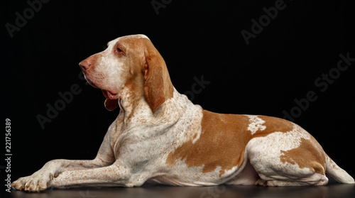 Bracco italiano Dog  Isolated  on Black Background in studio