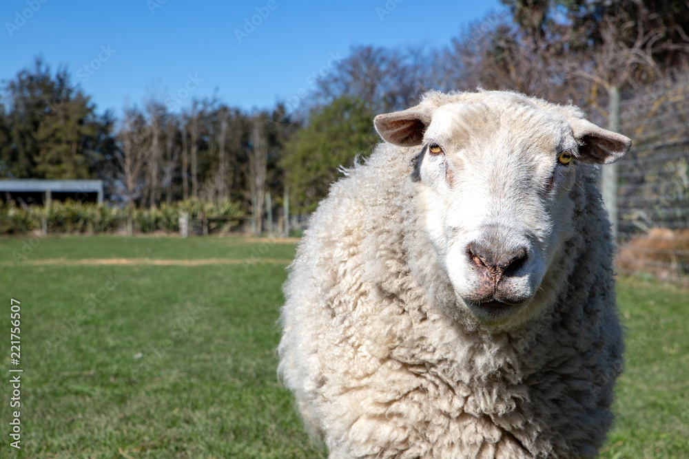 A white woolly ram with a strong character and personality A white woolly ram with a strong character and personality
