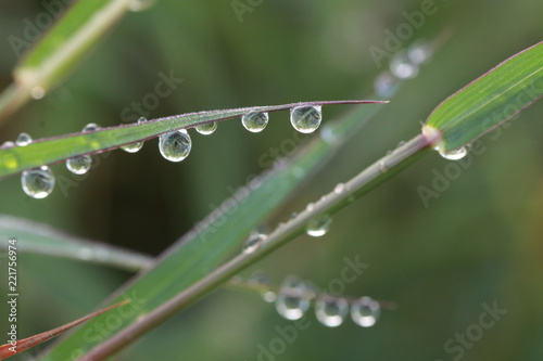 Transparent dew drops under grass leaves