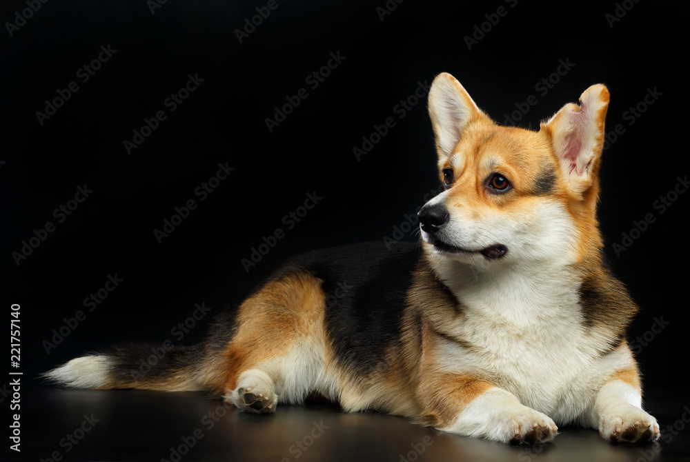 Welsh Corgi Cardigan Dog Isolated on Black Background in studio Welsh Corgi Cardigan Dog Isolated on Black Background in studio