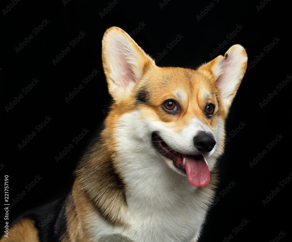 Welsh Corgi Cardigan Dog Isolated on Black Background in studio Welsh Corgi Cardigan Dog Isolated on Black Background in studio