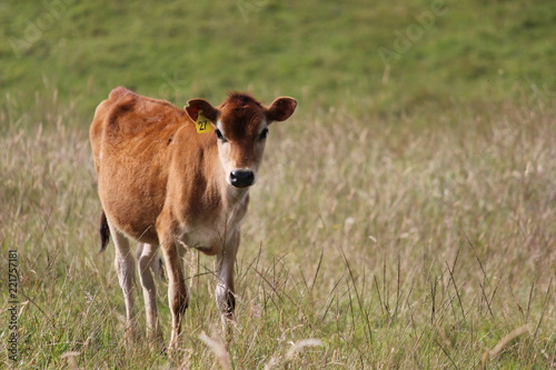 Colombia cow