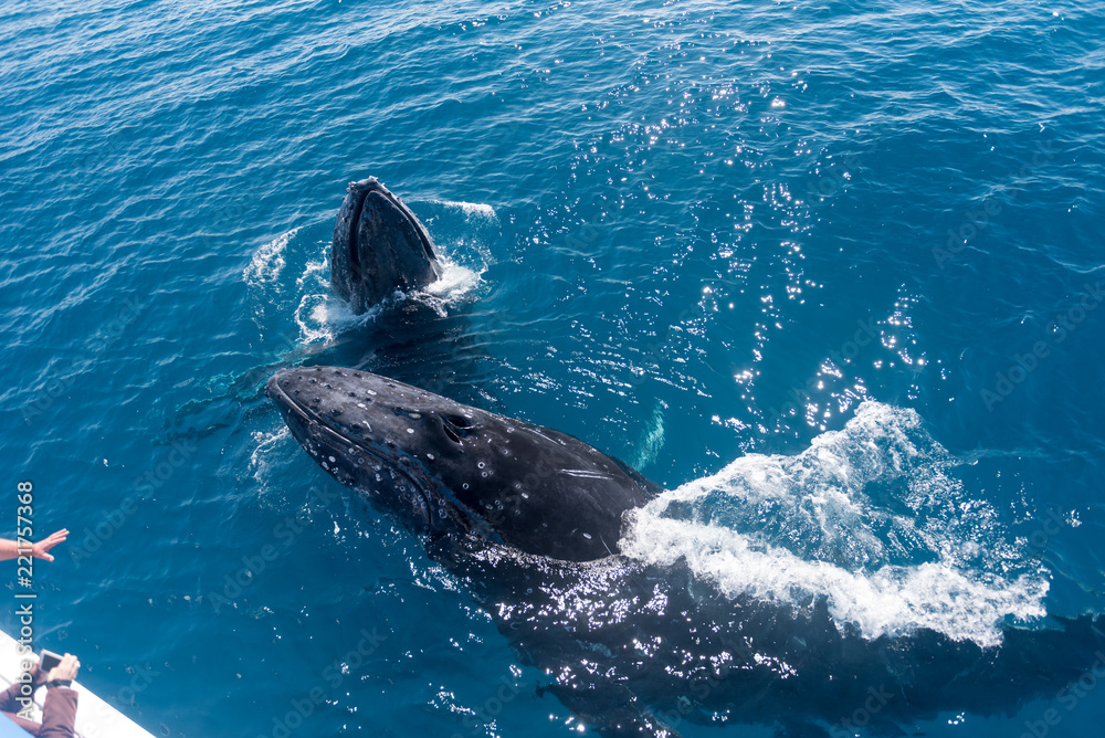 Fototapeta premium Whale watchers observing a pair of humpback whales spyhopping in Platypus Bay, Hervey Bay Marine Park, Queensland, Australia.