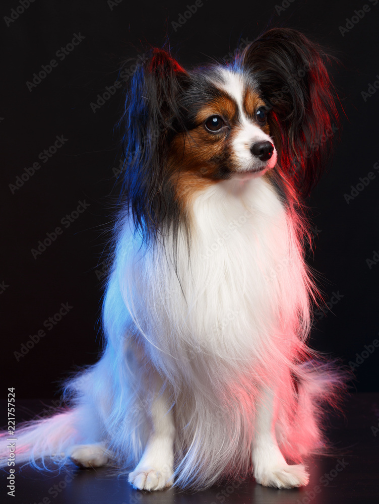 Continental toy spaniel, papillon Dog  Isolated  on Black Background in studio