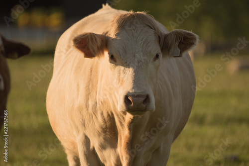 Charolais cow 
