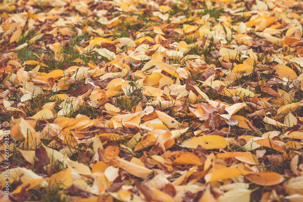 Colorful autumn leaves on the green grass
