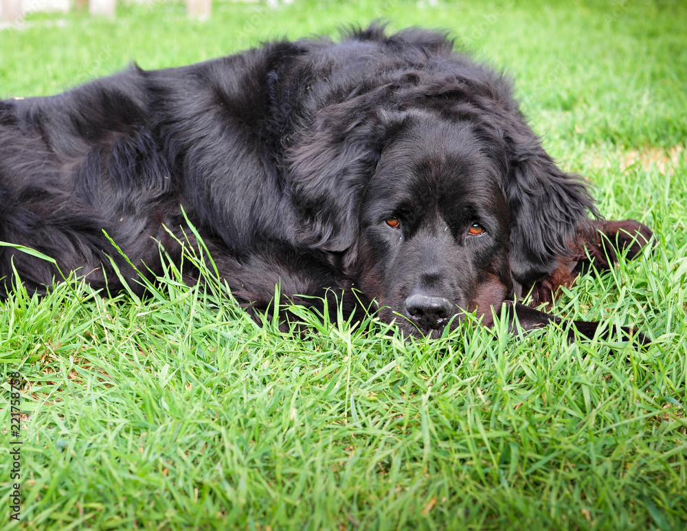 Black Newfoundland Dog takes a rest on the Farm Black Newfoundland Dog takes a rest on the Farm