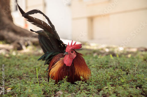 Roosters and chickens, called gypsy chickens or Cubalaya by the locals of Key West photo