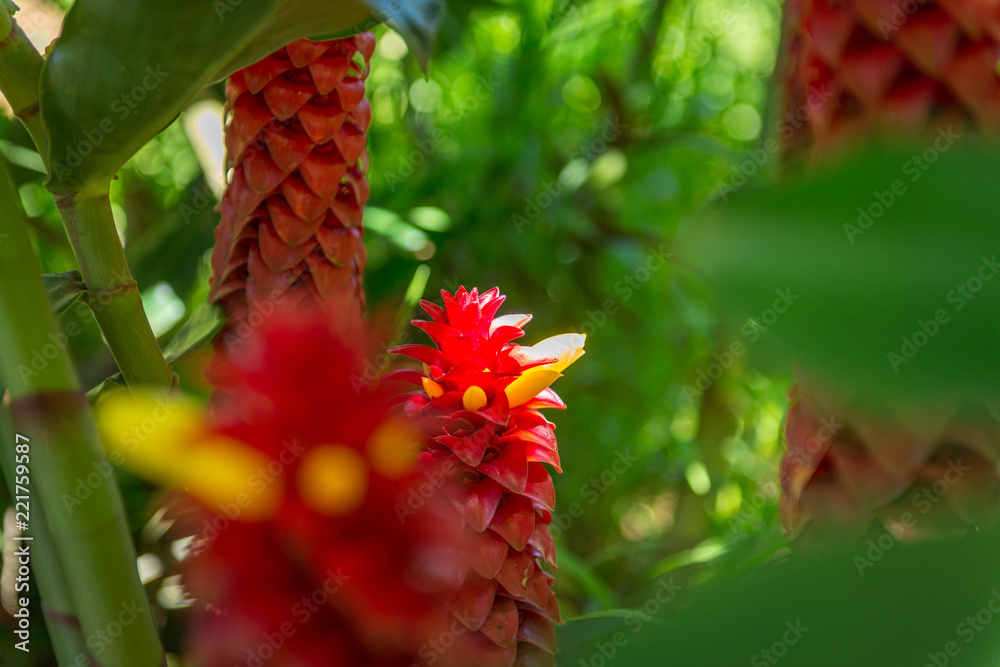 Red Flowers Red Flowers