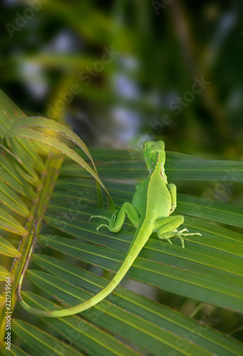 Green iguana rests on top of a palm frond.