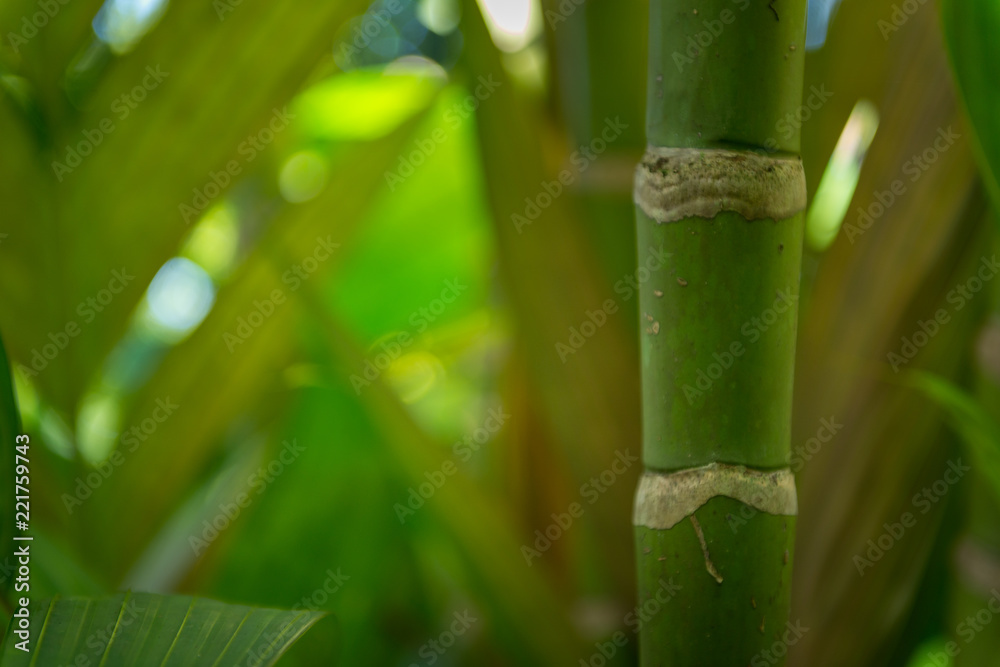 Obraz premium Hawaiian Plants