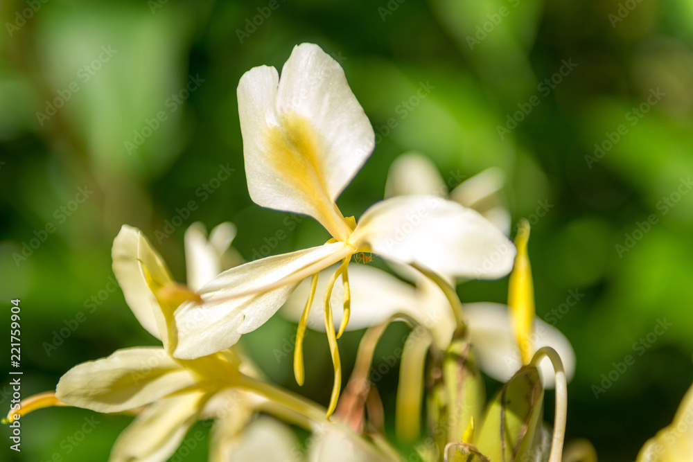 Fototapeta premium Hawaiian Plants