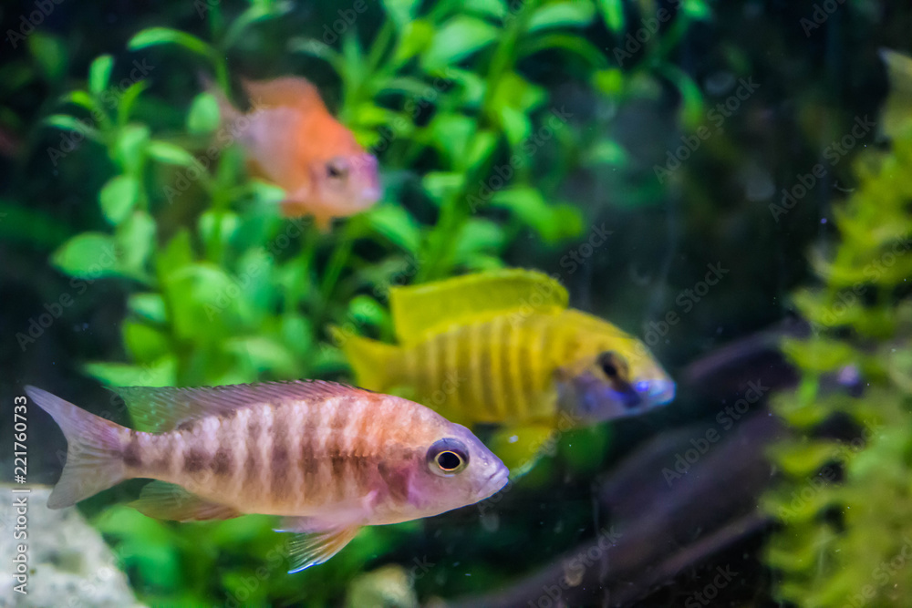 Peixes em aquário Peixes em aquário