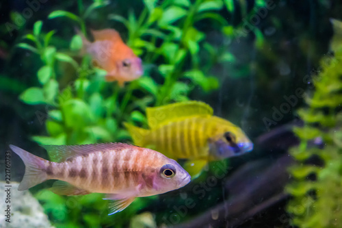 Peixes em aquário © nicole