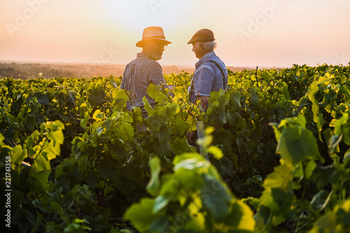 Two French winegrowers in their vines at sunset photo