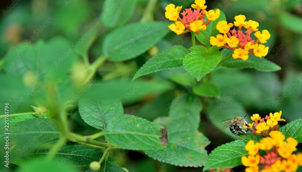 insect bee on yellow flowers insect bee on yellow flowers