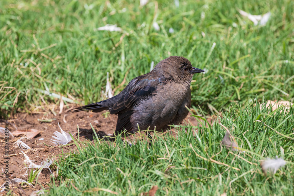 Juvenile Brewer's Blackbird - Euphagus cyanocephalus Juvenile Brewer's Blackbird - Euphagus cyanocephalus