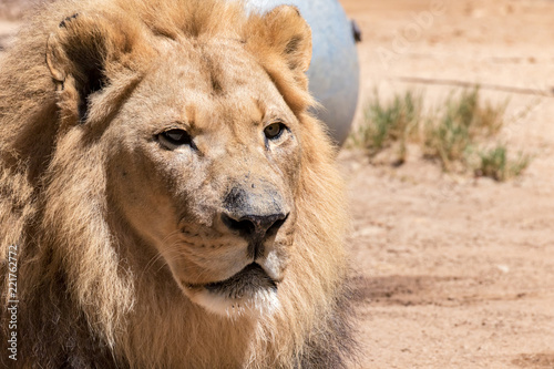 African Lion - Panthera leo - Male