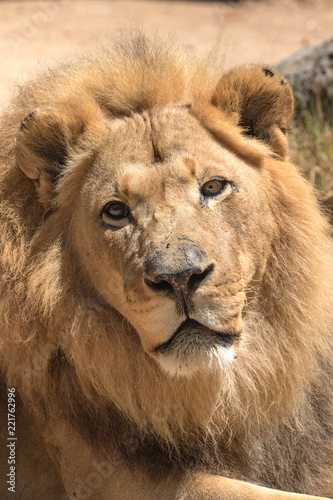 African Lion - Panthera leo - Male