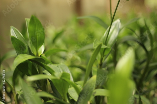 green grass in the garden