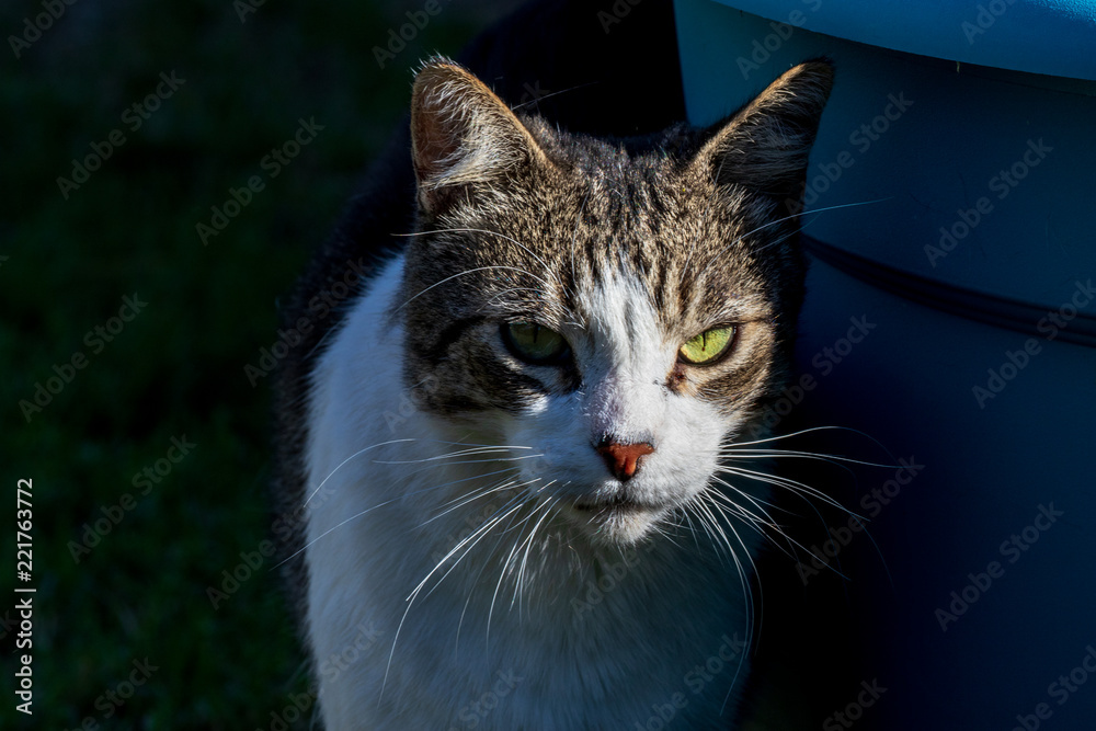 Domestic Cat - Felis silvestris catus or Felis catus