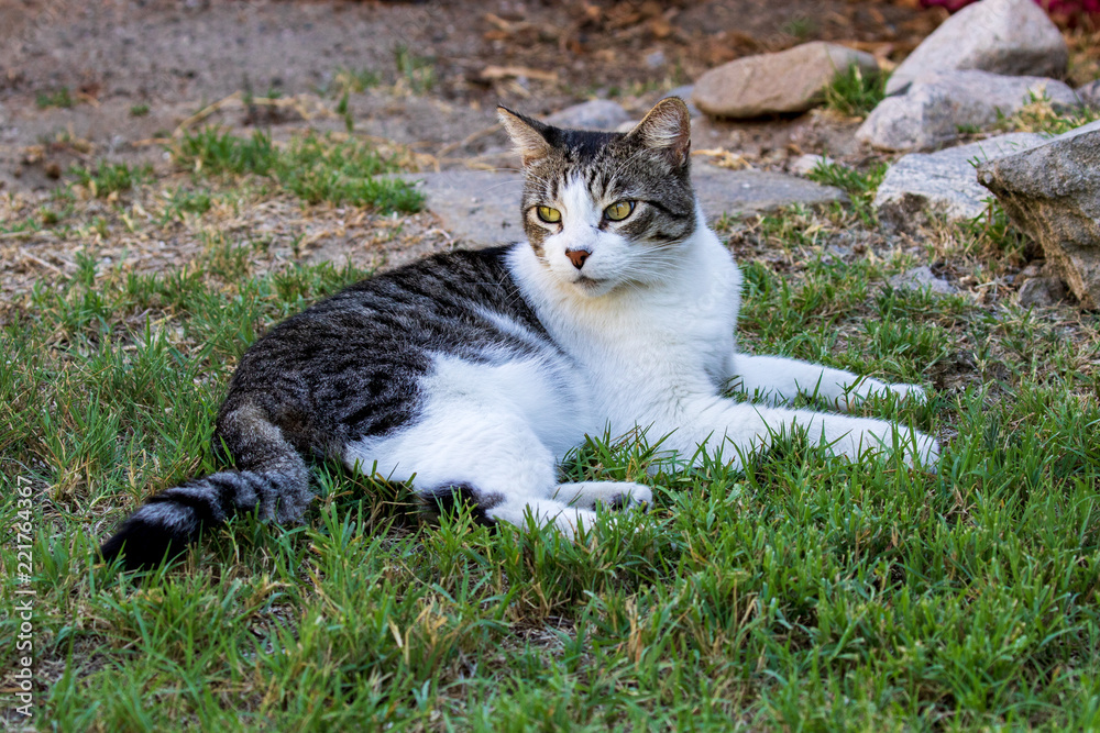 Domestic Cat - Felis silvestris catus or Felis catus Domestic Cat - Felis silvestris catus or Felis catus