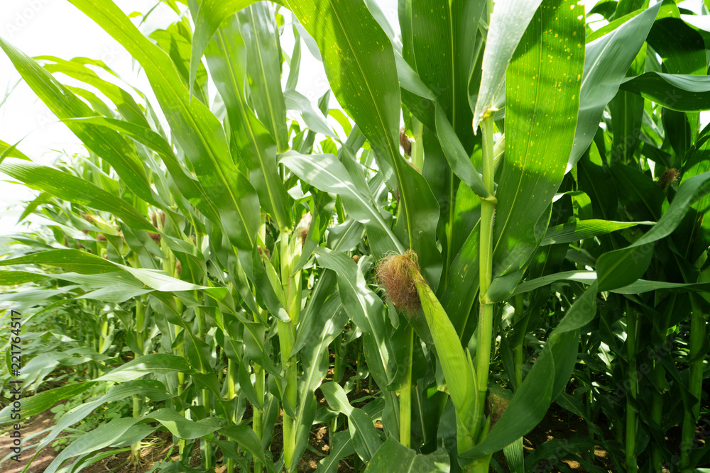 Close up corn field with sunlight Close up corn field with sunlight