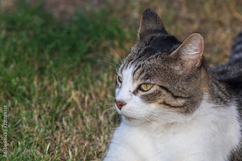 Domestic Cat - Felis silvestris catus or Felis catus Domestic Cat - Felis silvestris catus or Felis catus